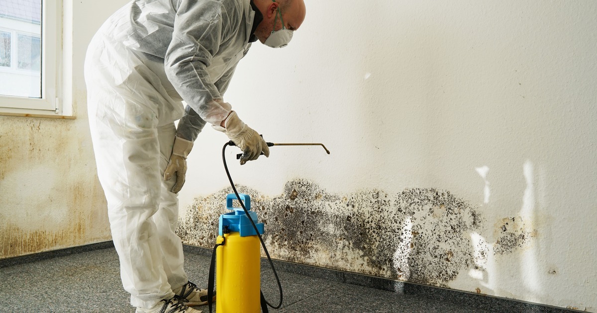 Professional mold removal treatment